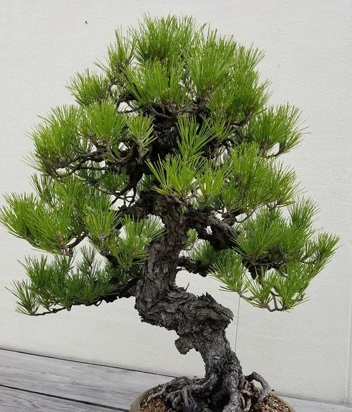 最好的盆景品种是什么？盆景品种选择技巧？