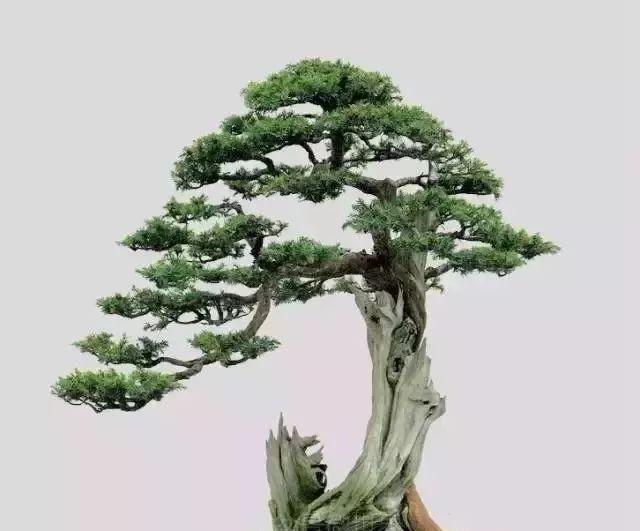 最好的盆景品种是什么？盆景品种选择技巧？