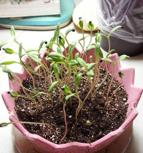 满天星种植方法是什么？如何确保满天星顺利生长？