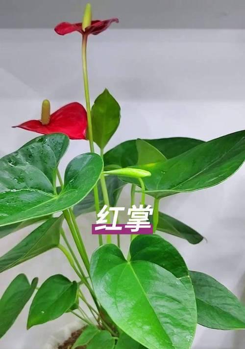 红掌花的养护技巧有哪些？如何保持其鲜艳？