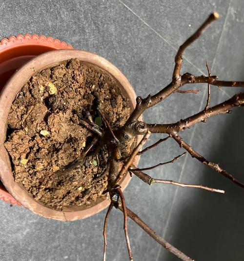 盆景红梅栽培用土的选择是什么？