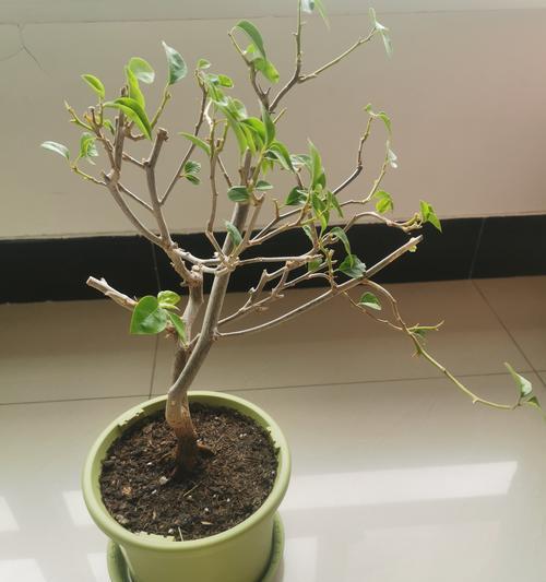 盆景红梅栽培用土的选择是什么？