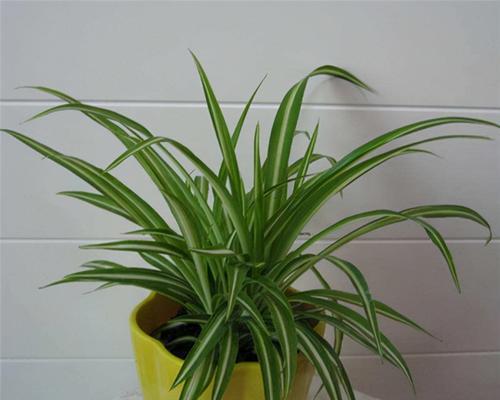 吊兰属于什么科的植物？吊兰的养殖方法有哪些？