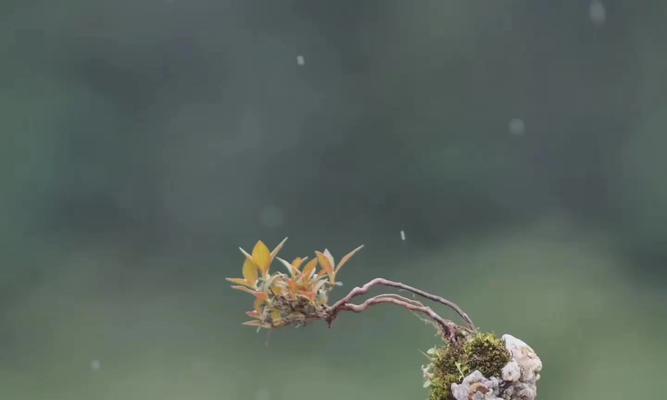 石头盆景的制作步骤是什么？怎样才能制作出精美的石头盆景？