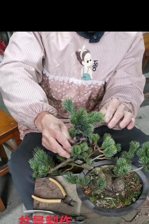 石头盆景的制作步骤是什么？怎样才能制作出精美的石头盆景？