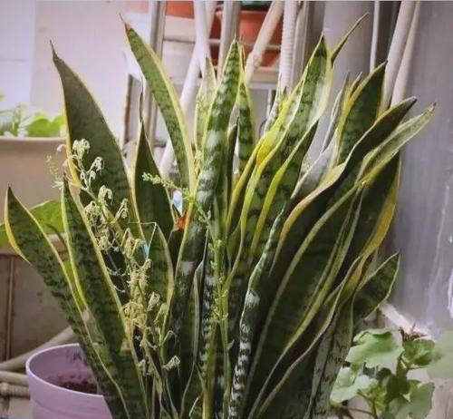 翠花掌浇水的正确频率和方法是什么？