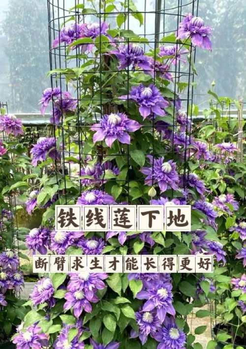 铁线莲的最佳种植时间是什么时候？