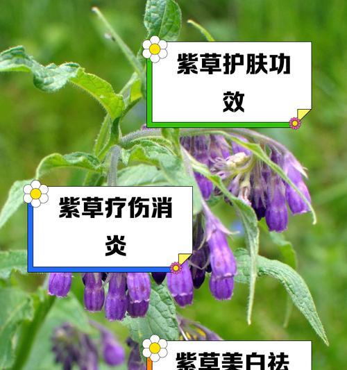 紫叶草的养殖环境和管理要点是什么？