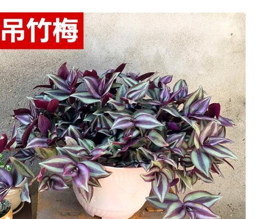 紫叶草的养殖环境和管理要点是什么？