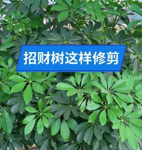 发财树修枝技巧是什么？修枝后如何护理？