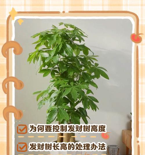 发财树修枝技巧是什么？修枝后如何护理？