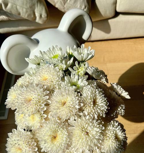 雏菊的特征是什么？雏菊有哪些种类和颜色？