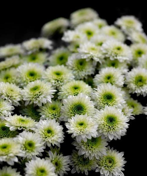 雏菊的特征是什么？雏菊有哪些种类和颜色？