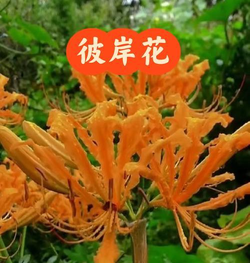 彼岸花种植过程中应该注意什么？