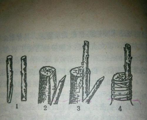 杜鹃花扦插繁殖的有效方法？