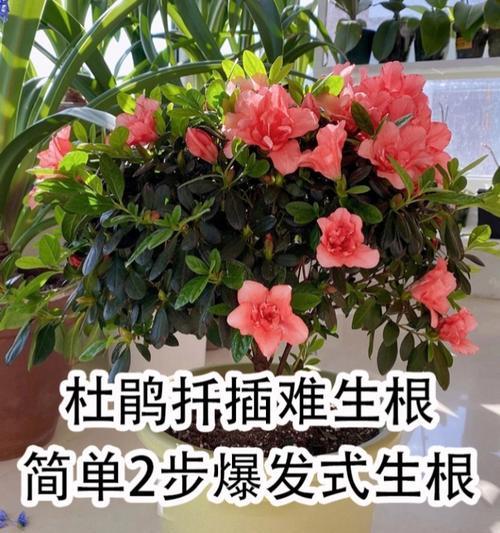 杜鹃花扦插繁殖的有效方法？