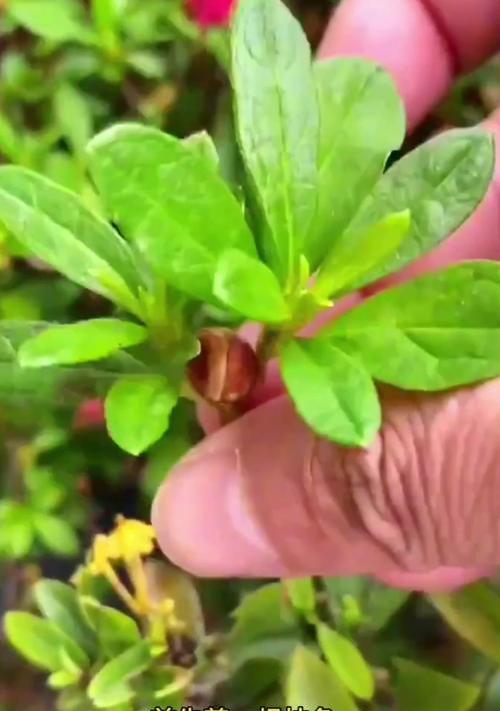 杜鹃花扦插繁殖的有效方法？