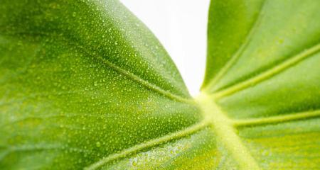 滴水花是什么植物？滴水花的生长习性和养护要点有哪些？