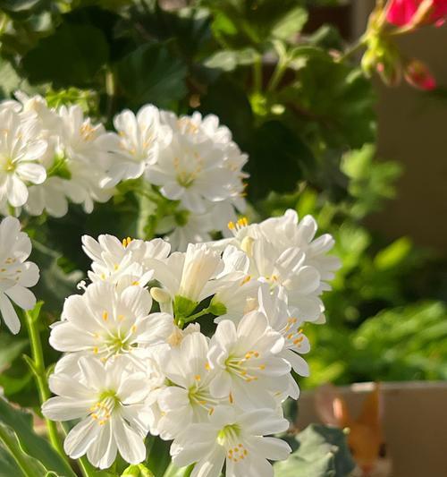 滴水花是什么植物？滴水花的生长习性和养护要点有哪些？