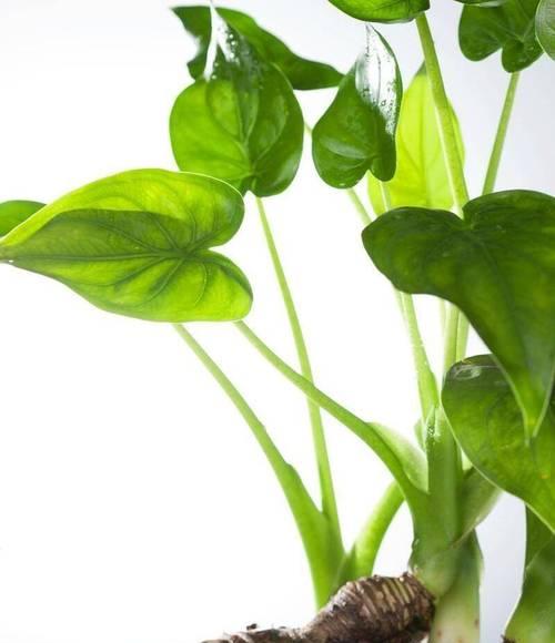 滴水花是什么植物？滴水花的生长习性和养护要点有哪些？