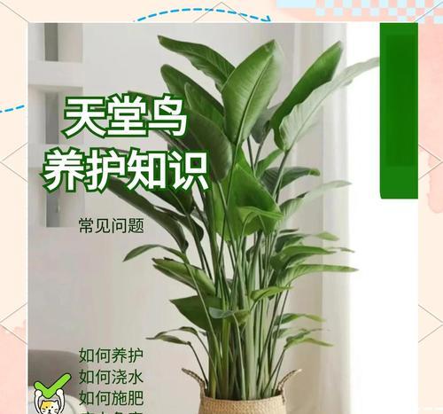 天堂鸟怎么样？适合家庭养殖吗？