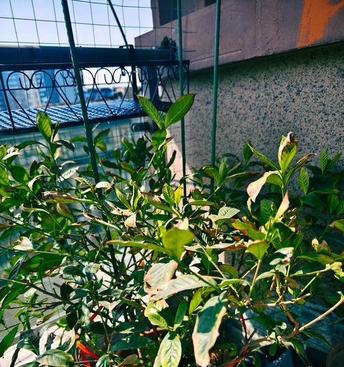 栀子花剪枝的最佳时间是什么时候？剪枝的正确方法是什么？