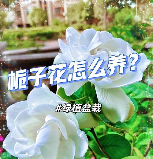 栀子花剪枝的最佳时间是什么时候？剪枝的正确方法是什么？