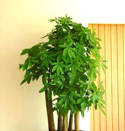 发财树长高的秘诀是什么？