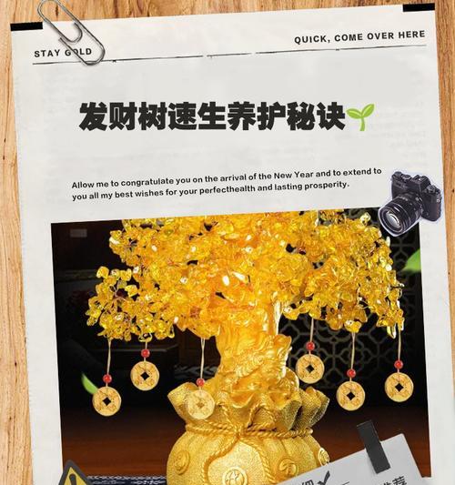 发财树长高的秘诀是什么？