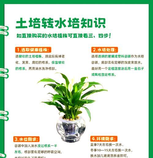 白掌的养殖方法和常见问题有哪些？