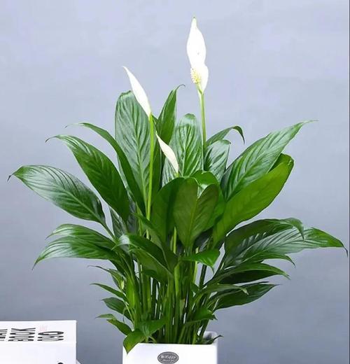 白掌的养殖方法和常见问题有哪些？