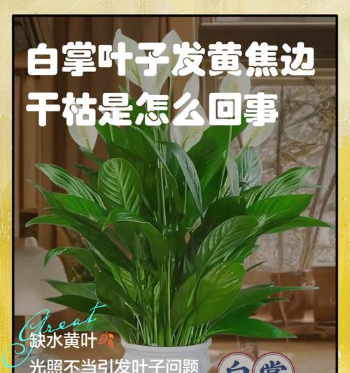 白掌的养殖方法和常见问题有哪些？