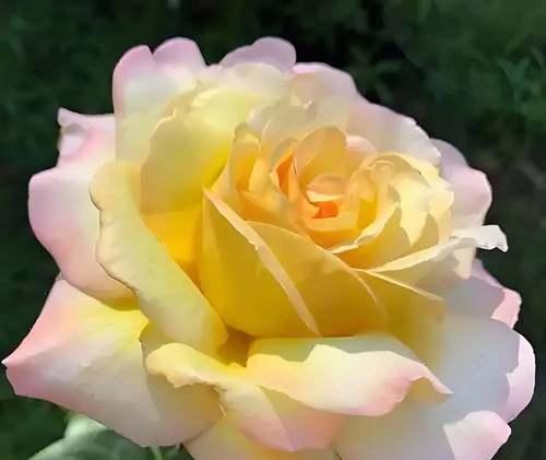 月季花怎么养家庭养法？家庭中月季花的养护技巧有哪些？