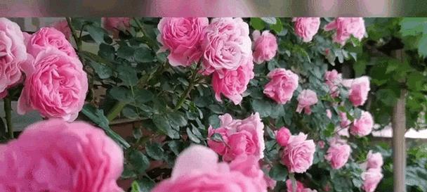月季花怎么养家庭养法？家庭中月季花的养护技巧有哪些？