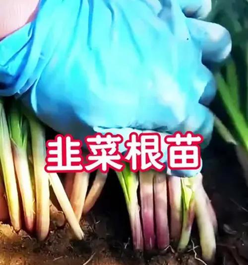 花盆种植韭菜的步骤是什么？怎样管理才能丰收？