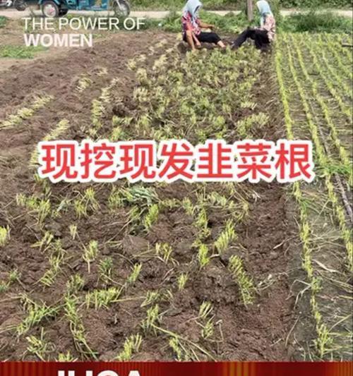 花盆种植韭菜的步骤是什么？怎样管理才能丰收？