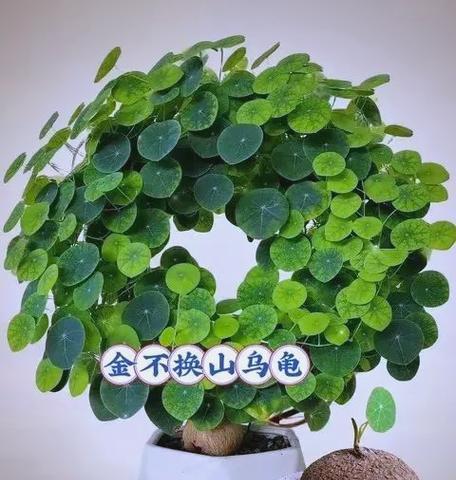 夏季植物养护需要注意什么？如何避免高温伤害？