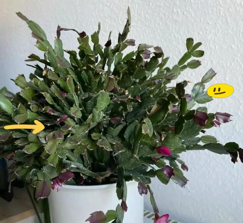 夏季植物养护需要注意什么？如何避免高温伤害？