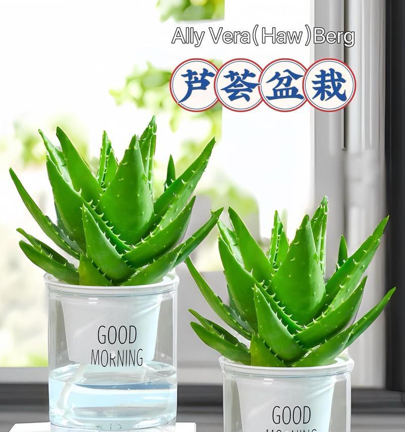 什么盆栽能净化空气？室内空气净化植物推荐？