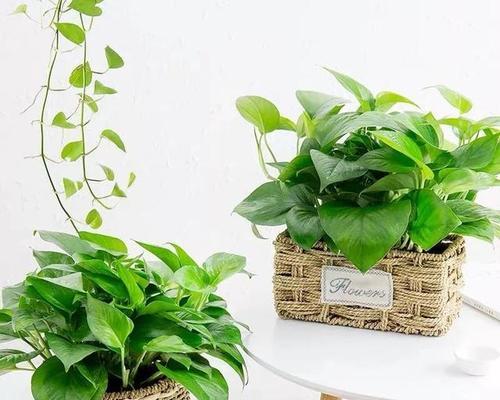 什么盆栽能净化空气？室内空气净化植物推荐？