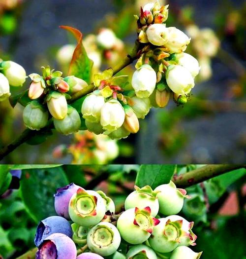 哪个品种的蓝莓最甜？如何种植和养护蓝莓？