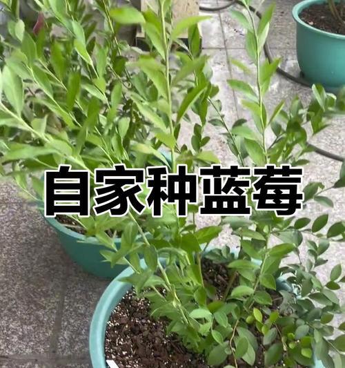 哪个品种的蓝莓最甜？如何种植和养护蓝莓？