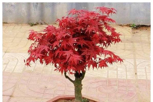 国月有哪些不同品种？它们的观赏价值如何？