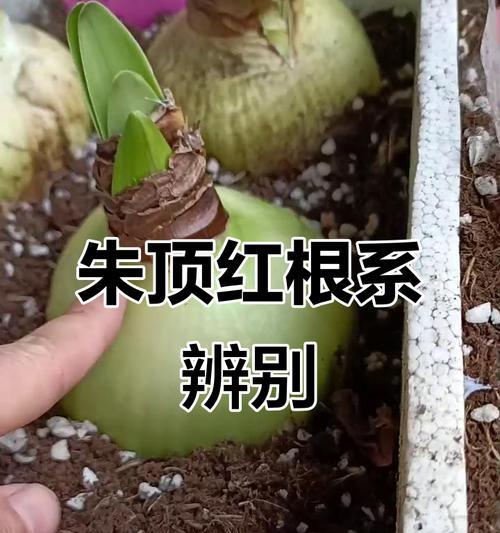 如何养朱顶红？朱顶红的养殖技巧有哪些？