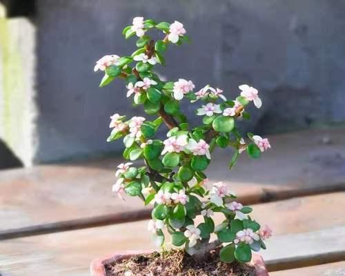 紫金花的养殖方法和注意事项？