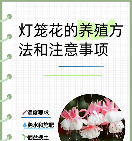 紫金花的养殖方法和注意事项？