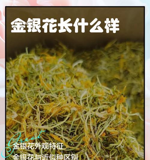 金银花的外观特征是什么？金银花有哪些不同的种类？