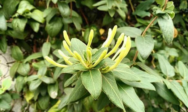 金银花的外观特征是什么？金银花有哪些不同的种类？