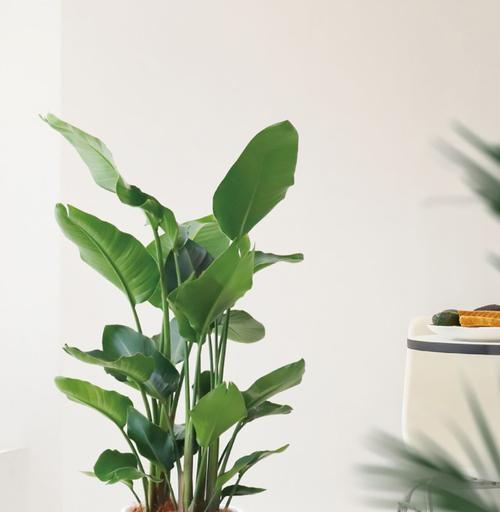 天堂鸟植物的养殖方法是什么？
