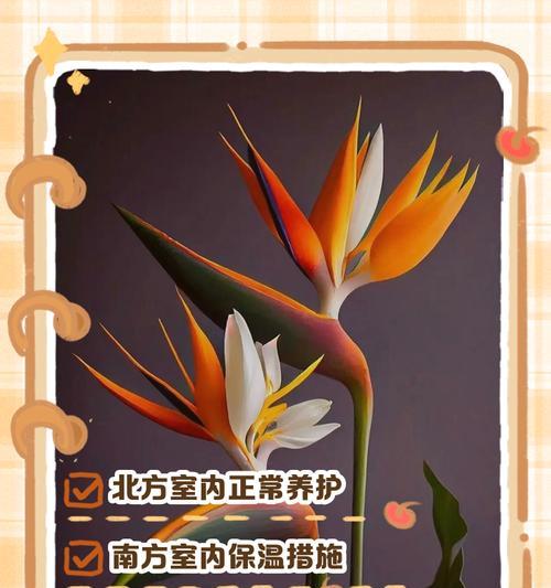 天堂鸟植物的养殖方法是什么？